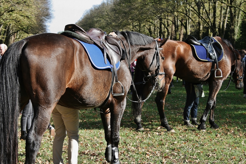 sellier-LA SEYNE SUR MER-min_horse-3956916